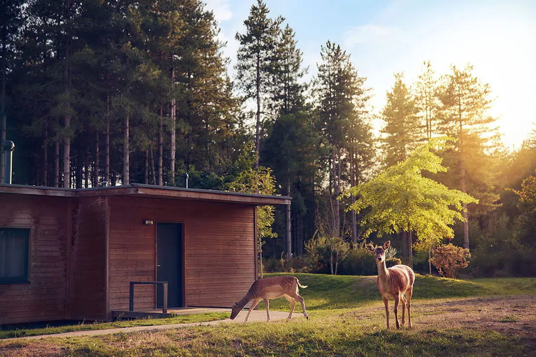 Center Parcs Bois aux Daims — visuel 3