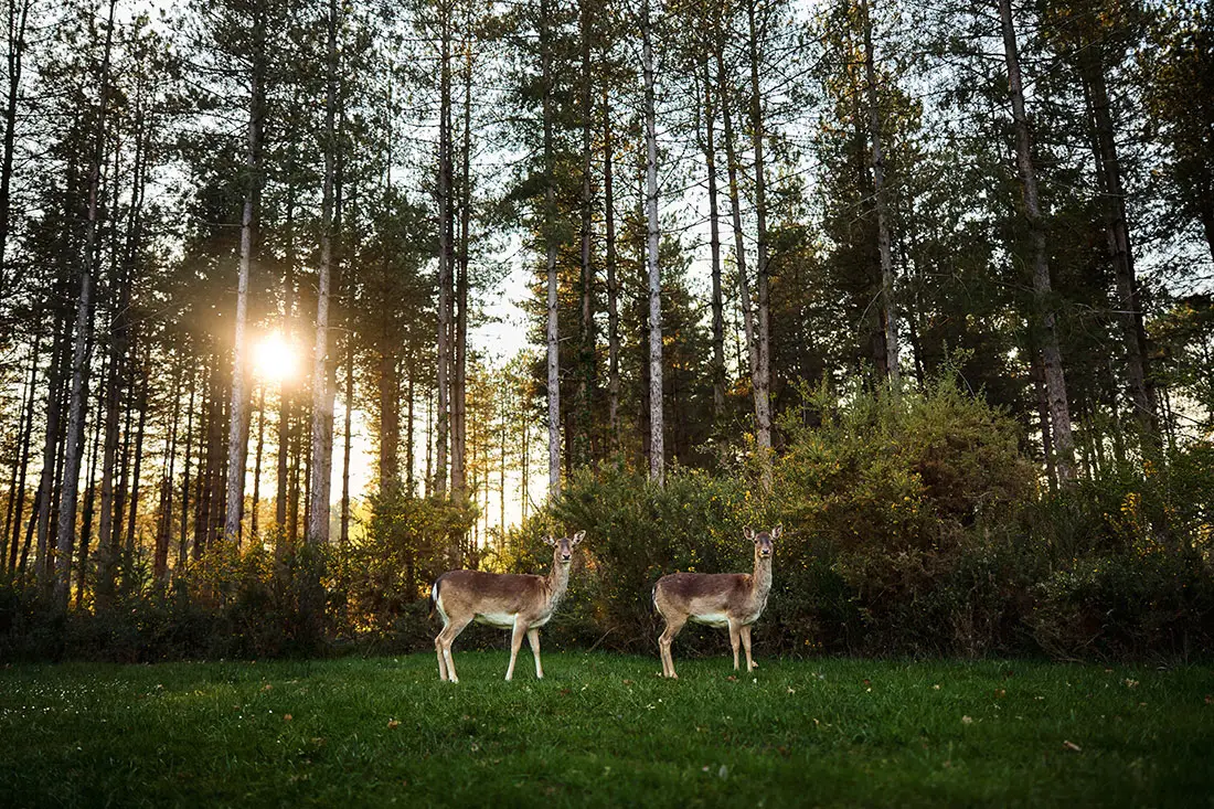 Center Parcs Bois aux Daims — visuel 4
