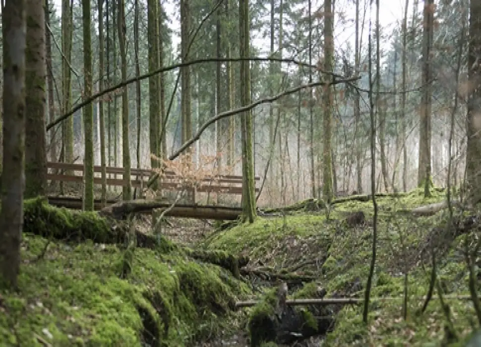 Domaine des Harcholins-Les Trois Forets — visuel 49